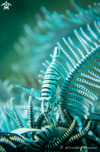 A black and white striped shrimp