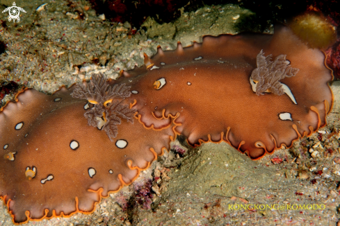 A Nudibranch