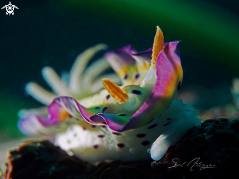 A Nudibranch