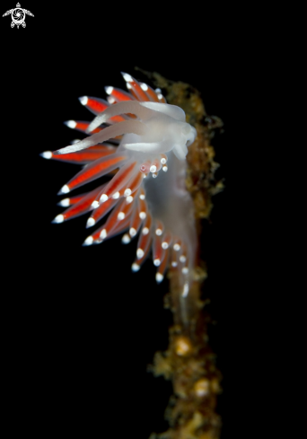 A Flabellina Gracilis | Flabellina Gracilis