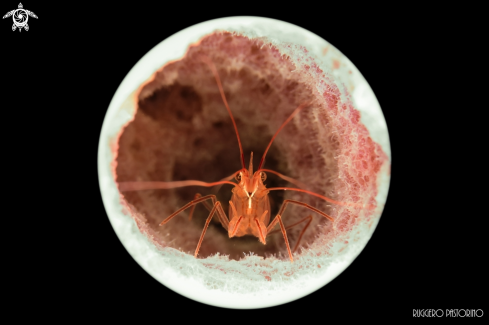 A Hidden cleaner shrimp