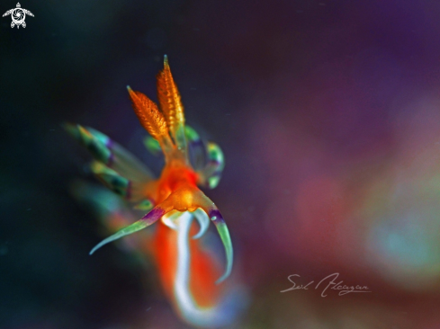 A Flabellina | Flabellina