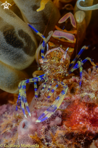 A Periclimenes sagitiffer | Gamba de las anémonas