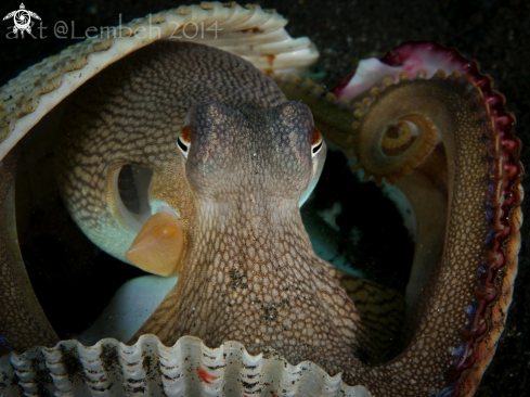 A Coconut Octopus