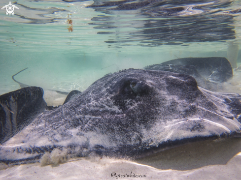 A Dasyatis americana | Southern Stingray