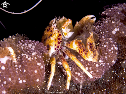 A Porcelain Anemone Crab