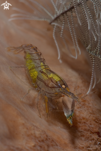 A Synalpheus stimpsoni | Il gambero pistola, the bigclaw snapping shrimp,