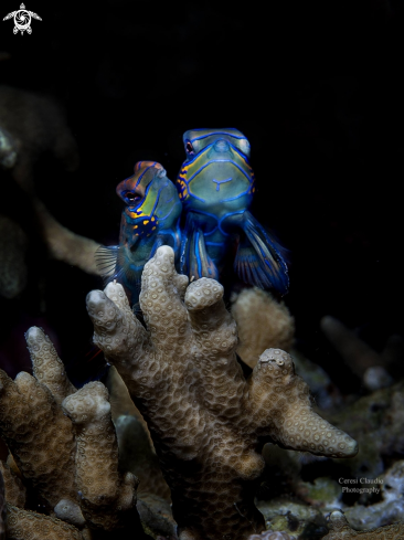 A Synchiropus splendidus | mandarin fish, pesce mandarino