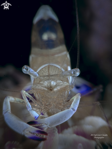 A Ancylomenes magnificus | Ancylomenes magnificus