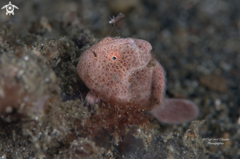 A frog fish , pesce rana 