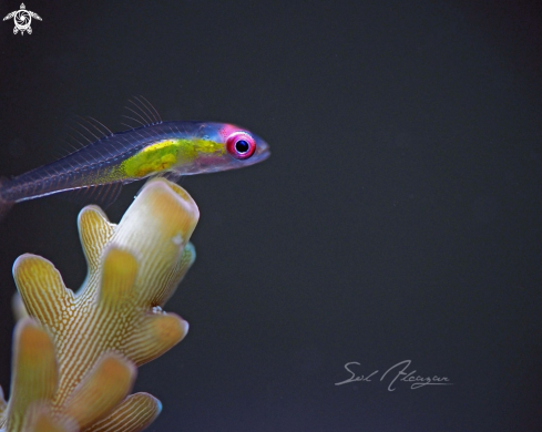 A Pink Eyed Goby
