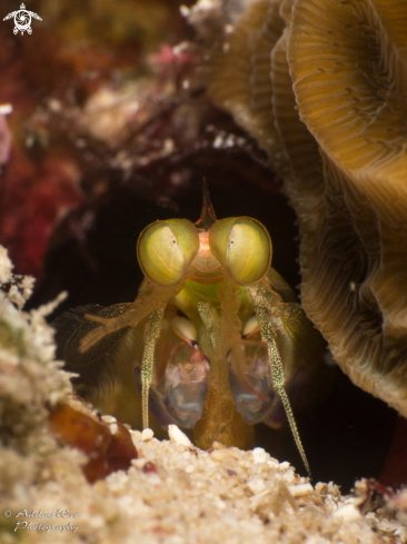 A Stomatopoda | Mantis shrimp