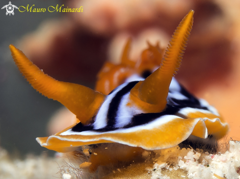 A Nudibranch chromodoris