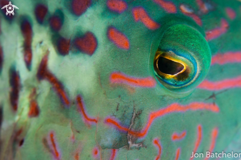 A Wrasse