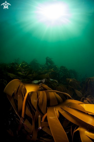 A Kelp