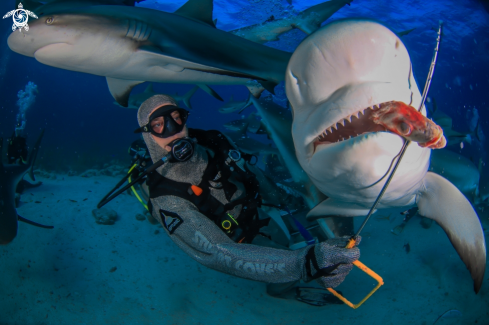 A Carcharhinus perezii | Caribbean Reef Shark 