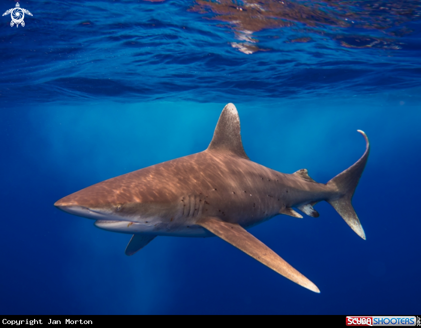 A Oceanic White Tip and Photographer
