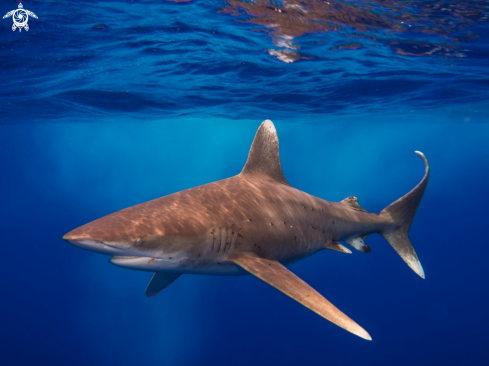 A Carcharhinus longimanus | Oceanic White Tip and Photographer