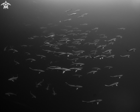 A Atlantic Sharpnose Sharks in Breeding Group