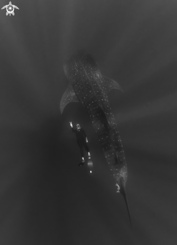 A Whale Shark with Diver