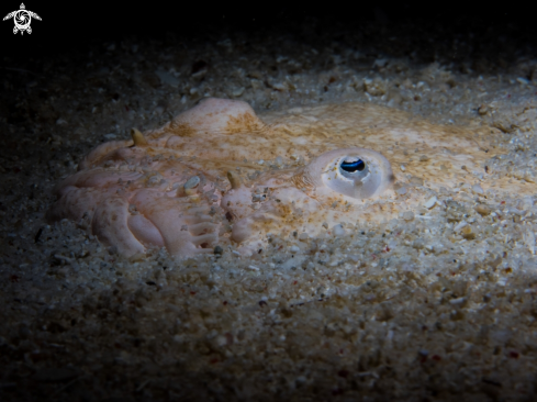 A Stargazer fish