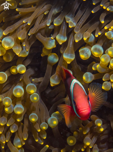 A Clownfish in Anemone