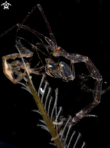 A Skeleton Shrimp (One Pregnant)