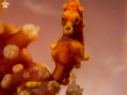 A Pygmy Seahorse