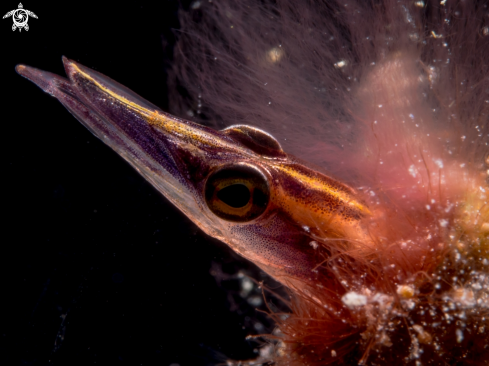 A Lucayablennius zingaro | Arrow Blenny