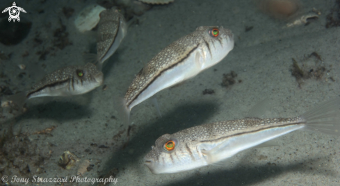 A Weeping toadfish