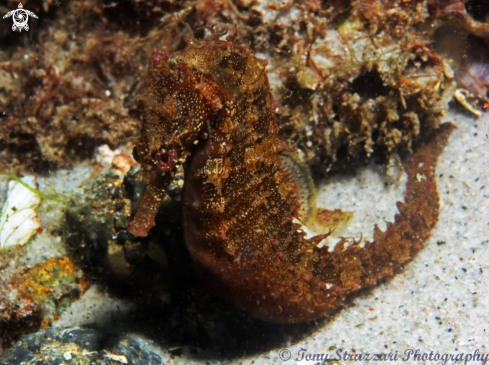 A White's seahorse