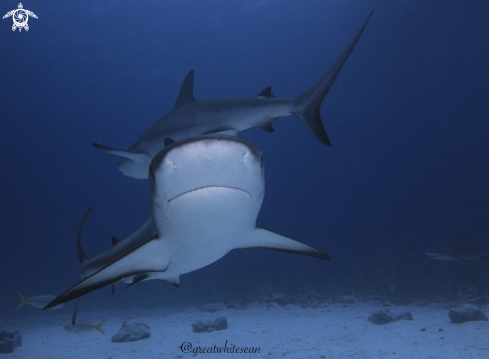 A Caribbean Reef Shark