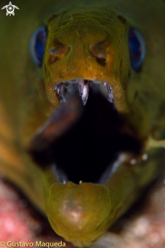 A Gymnothorax funebris | Morena verde del Caribe