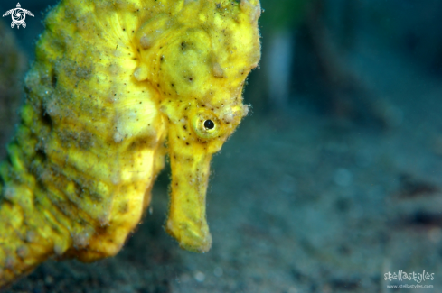 A Hippocampus | Yellow Seahorse