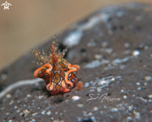 A Psychedelic Batwing Slug 