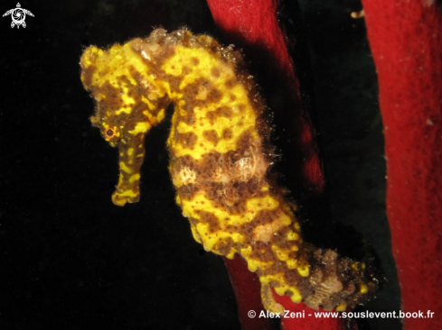 A Yellow Seahorse