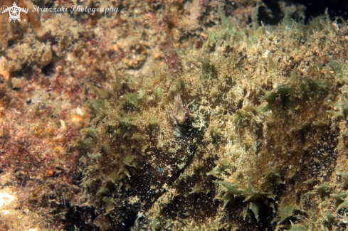 A Short Headed Sea Hare