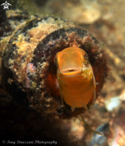 A Brown Sabretooth blenny