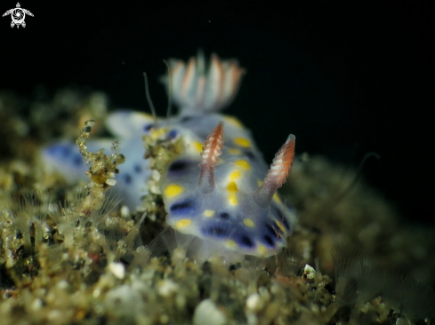 A Hypselodoris