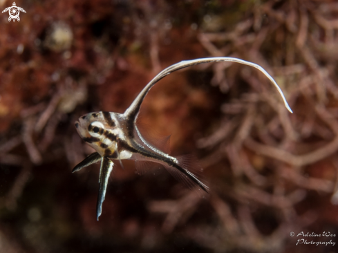 A Pareques acuminatus | Juvenile highhat