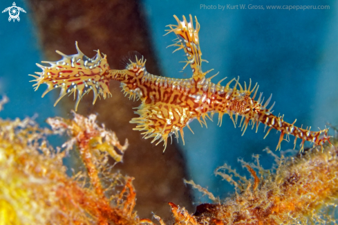 A harlequin ghost pipefish