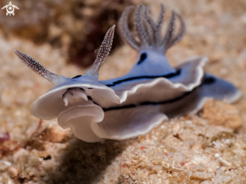 A Nudibranch