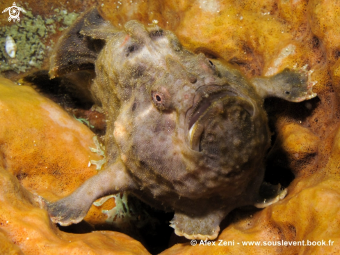 A Frogfish 