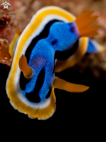 A Nudibranch
