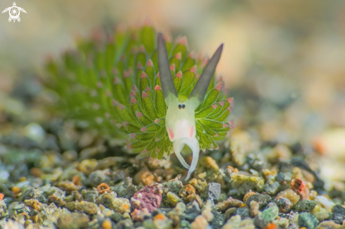 A Shaun the Sheep Nudibranch