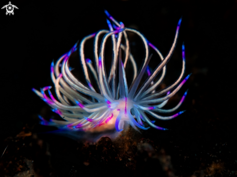 A Nudibranch