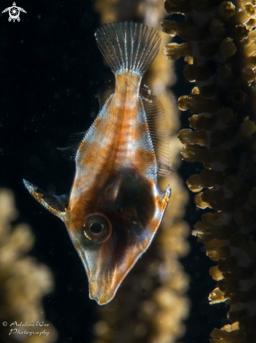 A Monacanthus tuckeri | Slender Filefish