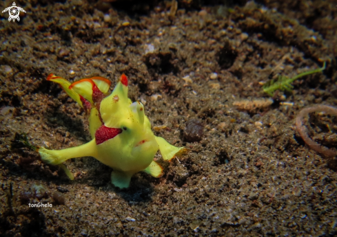 A Juv. Frog fish