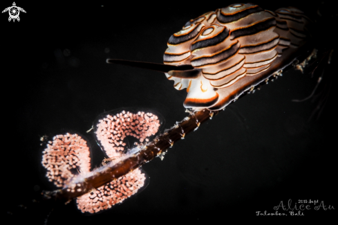 A Doto Greenamyeri  | Donut Nudibranch with eggs 