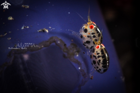 A Ladybugs couple with eggs 